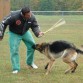 mi perro hasiendo un ejercicio de ataque